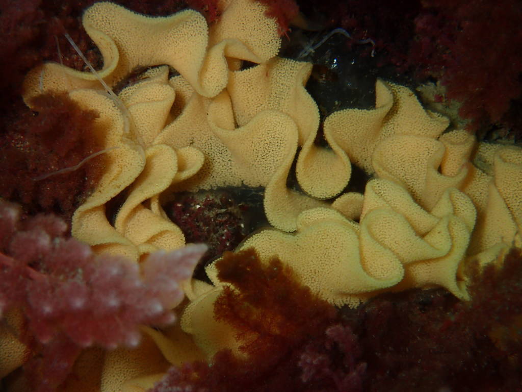 Puesta-nudibranquios